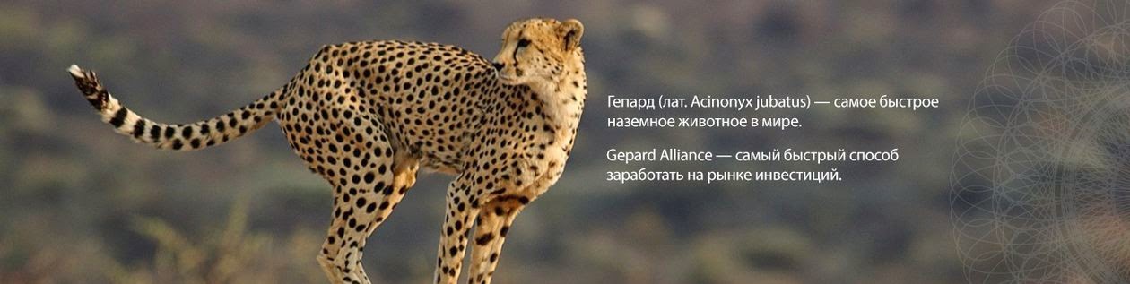 Логотип компании Gepard Alliance